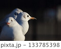 並んで止まるユリカモメ 133785398