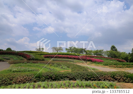 夏の公園 一才百日紅の花 夏の公園 一才百日紅の花 133785512