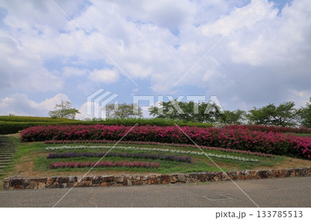 夏の公園 一才百日紅の花 夏の公園 一才百日紅の花 133785513