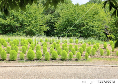 可愛い　コキア 133785518