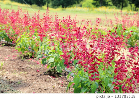 夏の公園　サルビアスプレンデンスの花 133785519