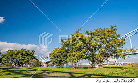 淀川河川公園長柄地区に立つ木々　大阪市 133785624