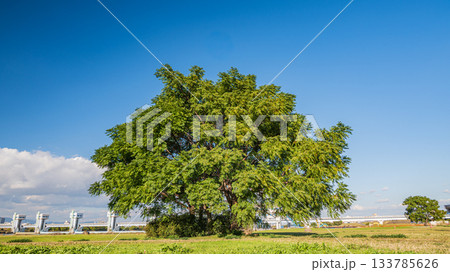 淀川河川公園長柄地区に立つ樹木　大阪市 133785626