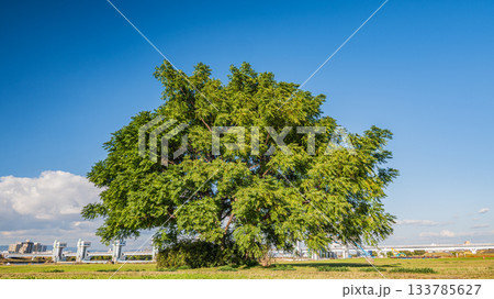 淀川河川公園長柄地区に立つ樹木　大阪市 133785627