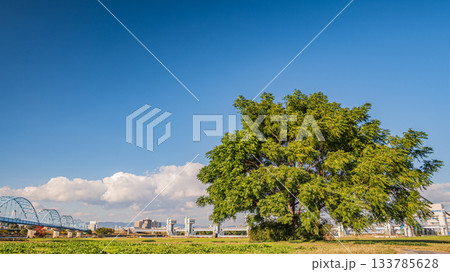 淀川河川公園長柄地区に立つ樹木　大阪市 133785628