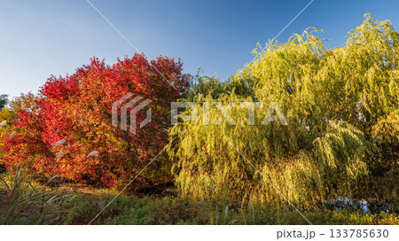 淀川河川公園赤川地区ワンドの樹林　色づく木々　大阪市 133785630