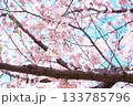 桜と空 133785796
