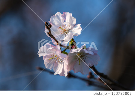 寒桜の花びら 133785805
