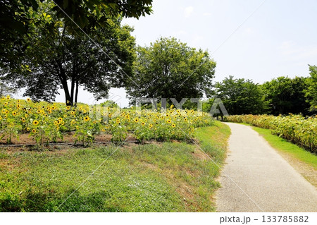 夏野公園　ヒマワリの花 133785882