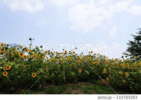 夏の公園 ヒマワリの花 夏の公園 ヒマワリの花 133785883