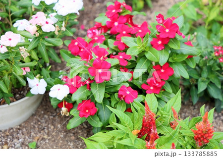 可愛い ニチニチソウの花 可愛い ニチニチソウの花 133785885