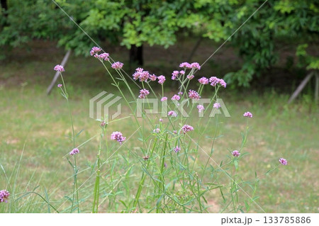 爽やか バーベナの花 爽やか バーベナの花 133785886