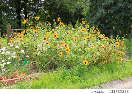 群生　ヒマワリの花 133785888