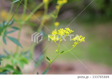 秋の七草　オミナエシの花 133785889