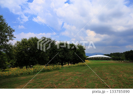 夏野公園 ヒマワリの花 夏野公園 ヒマワリの花 133785890