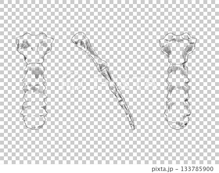 胸骨 Sternumのイラスト素材 [133785900] - PIXTA