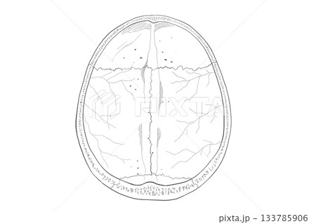 内頭蓋底　internal skull base 133785906