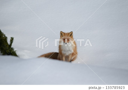 雪の上に座るキタキツネ 133785923