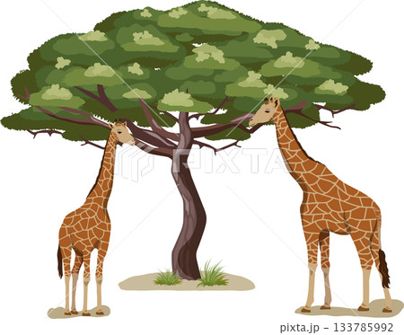 アカシアの木とキリン アカシアの木とキリン 133785992