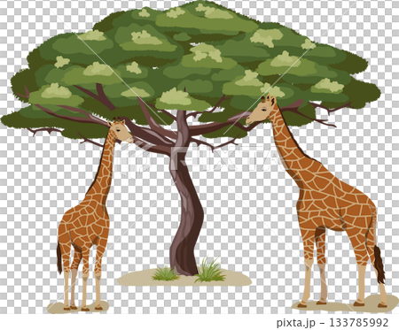 Acacia tree and giraffe Acacia tree and giraffe 133785992