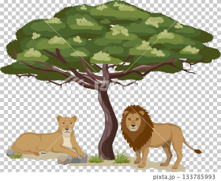 Acacia tree and lion 133785993