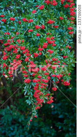 ピラカンサ 133786008