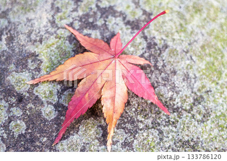 紅葉したもみじの葉 133786120