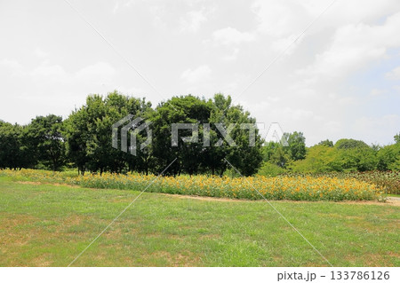 夏の公園　ヒマワリの花 133786126