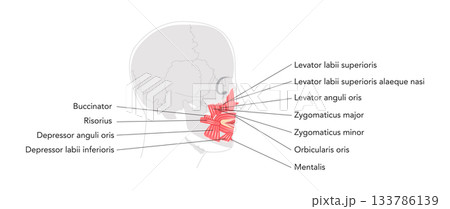 Oral muscles anatomy diagram, labeled structures include orbicularis oris, zygomaticus major, zygomaticus minor 133786139