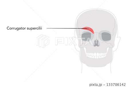 Corrugator supercilii - Human facial muscle shown in anatomy chart, responsible for drawing eyebrows medially Corrugator supercilii - Human facial muscle shown in anatomy chart, responsible for drawing eyebrows medially 133786142
