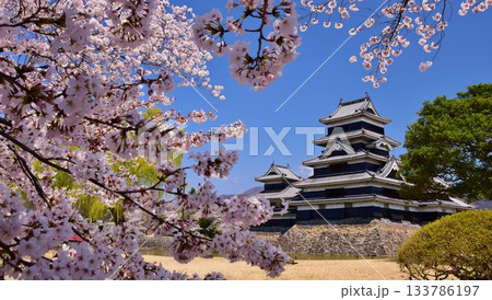 春の彩り　国宝 松本城 133786197