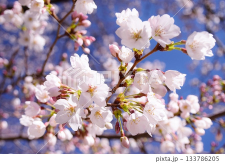 春の彩り　国宝 松本城 133786205