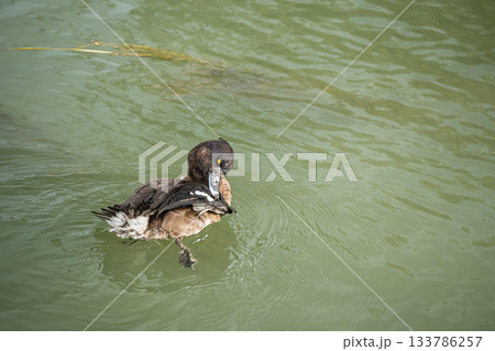 キンクロハジロ　京都市 133786257