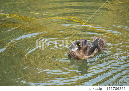 琵琶湖疏水を泳ぐキンクロハジロ　京都市 133786263