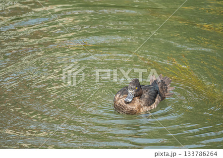 琵琶湖疏水を泳ぐキンクロハジロ　京都市 133786264