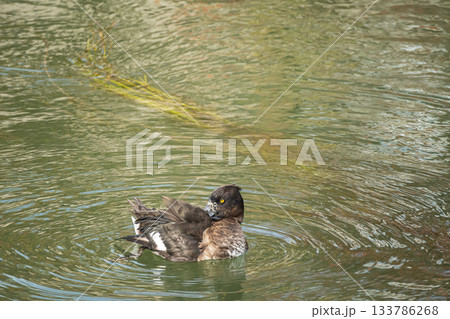 水に浮かびながら身体の手入れをするキンクロハジロ　京都市 133786268