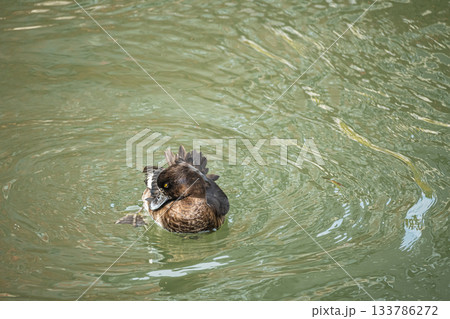 水に浮かびながら身体の手入れをするキンクロハジロ　京都市 133786272