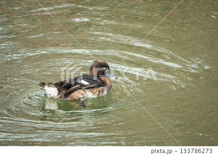 琵琶湖疏水を泳ぐキンクロハジロ　京都市 133786273