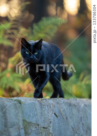 black cat walking on mural black cat walking on mural 133786304