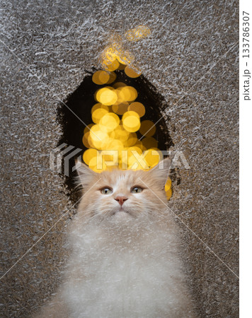 cute cat looking through frozen window cute cat looking through frozen window 133786307
