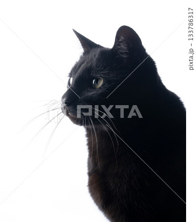 side profile of black cat on white 133786317