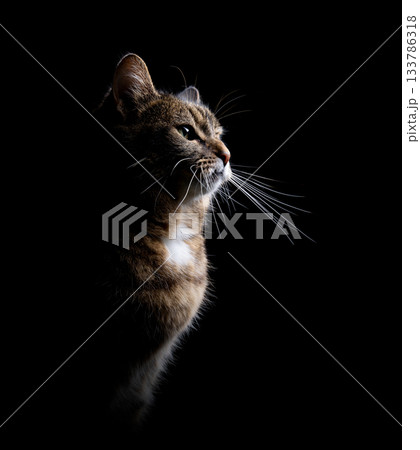 profile view of tabby cat 133786318