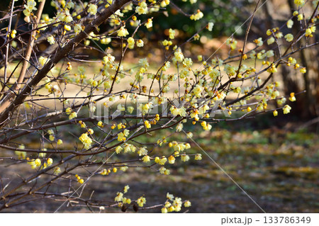 満開のロウバイ 冬の季節 満開のロウバイ 冬の季節 133786349