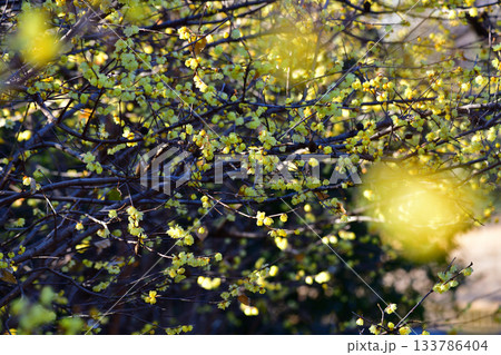 満開のロウバイ 冬の季節 満開のロウバイ 冬の季節 133786404