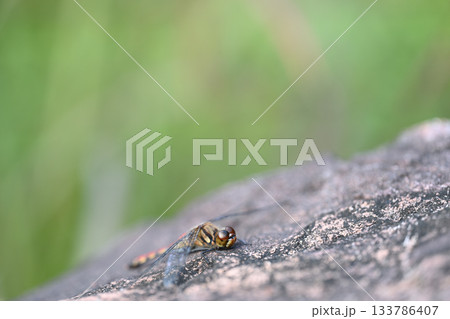 赤トンボ・アキアカネの日向ぼっこ 赤トンボ・アキアカネの日向ぼっこ 133786407