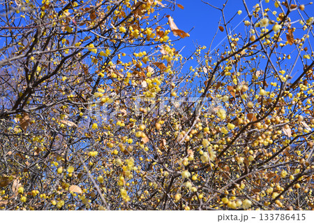 青空に映える満開のロウバイ　冬の季節　　 133786415