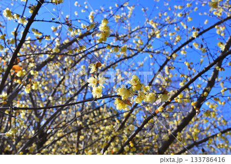 青空に映える満開のロウバイ　冬の季節　　 133786416