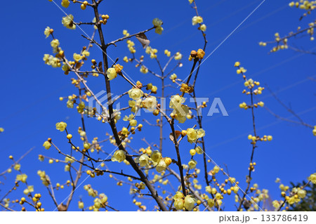 青空に映える満開のロウバイ　冬の季節　　 133786419