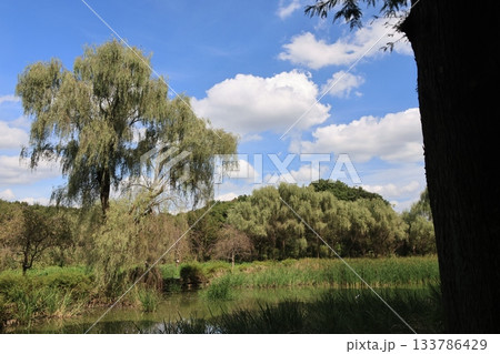 埼玉県上尾市の丸山公園の風景 埼玉県上尾市の丸山公園の風景 133786429