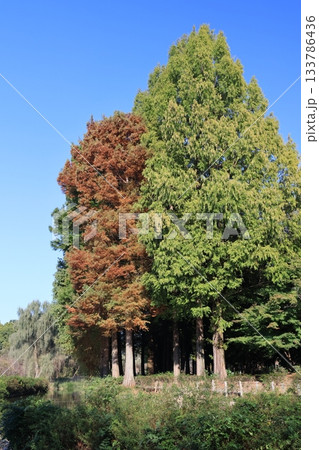 埼玉県上尾市の丸山公園の紅葉風景 133786436